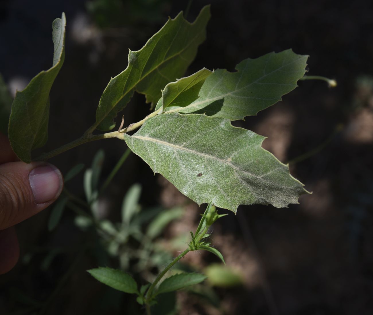 Image of Unknown species specimen.