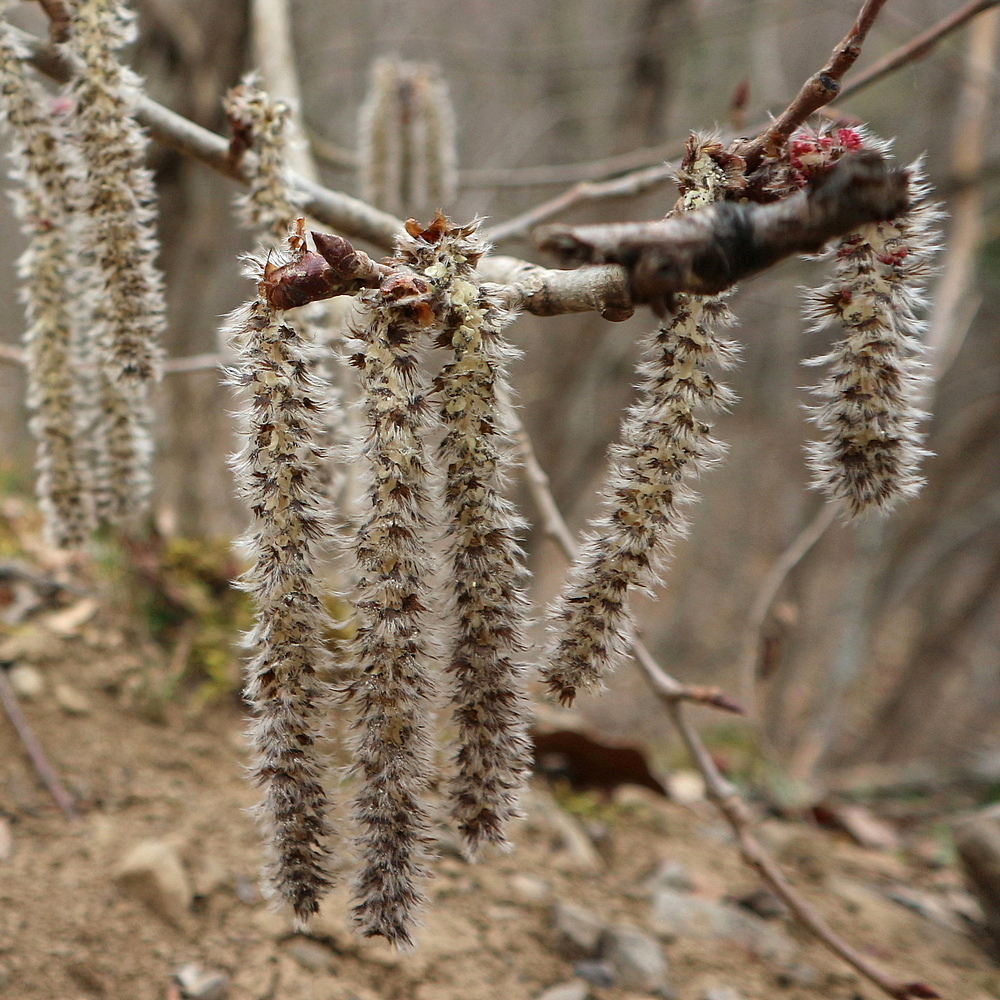 Изображение особи род Populus.