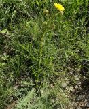 Berkheya radula. Цветущее растение. ЮАР, пров. Гаутенг, пригород Киблер Парк (Kibler Park), природный запов. \"Клиприверсберг\" (Klipriviersberg Nature Reserve), саванна, экотропа. 20.01.2025.