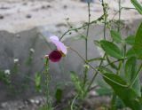 genus Lathyrus. Часть побега с цветком и листом, слева цветущий икотник. Дагестан, Дербентский р-н, парк \"Патриот\", берег Каспийского моря, под экранопланом \"Лунь\". 09.05.2025.