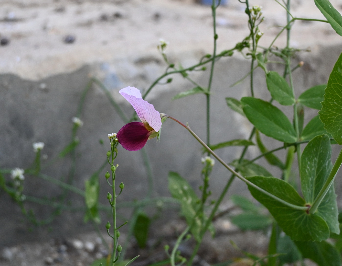 Image of genus Lathyrus specimen.