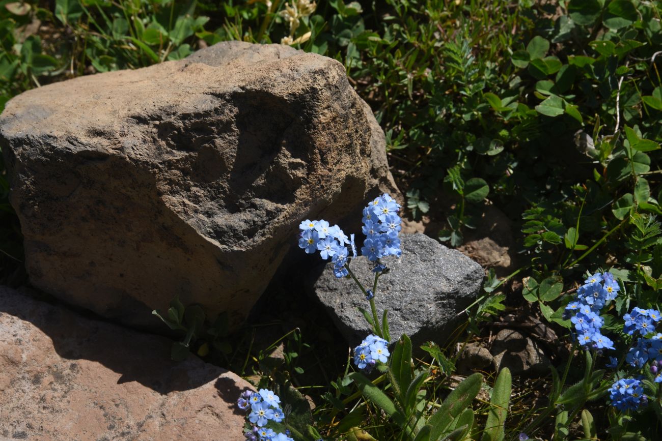 Изображение особи род Myosotis.