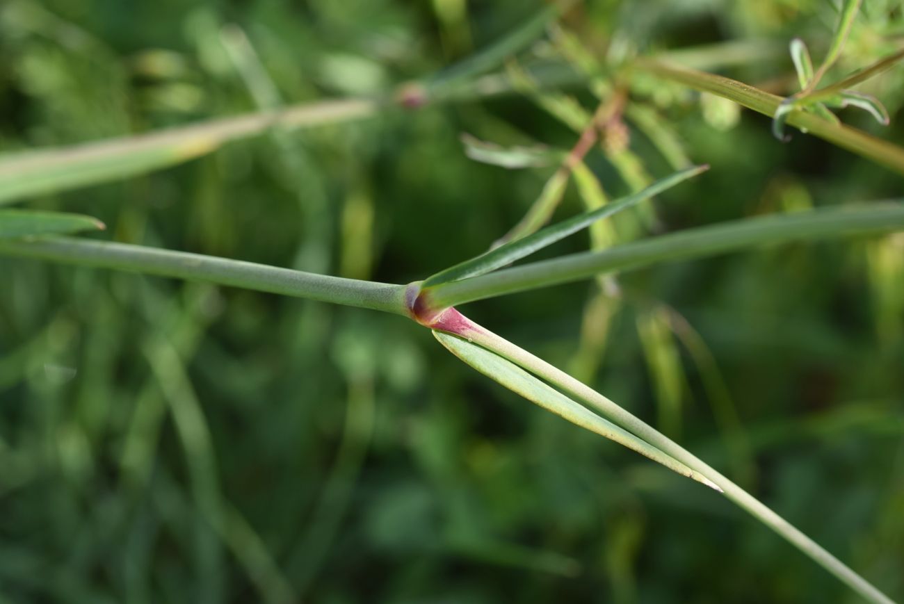 Изображение особи Gypsophila elegans.