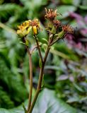 Ligularia dentata. Верхушка побега с отцветающим и отцветшими соцветиями. Китай, г. Шанхай, в культуре. 25.05.2025.
