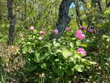 Paeonia daurica. Цветущие растения. Крым, муниципальный округ Судак, окр. с. Богатовка, южный склон хр. Токлук-Сырт, седловина между горами Ай-Георгий и Килиса-Кая, дубовое редколесье. 30.04.2025.