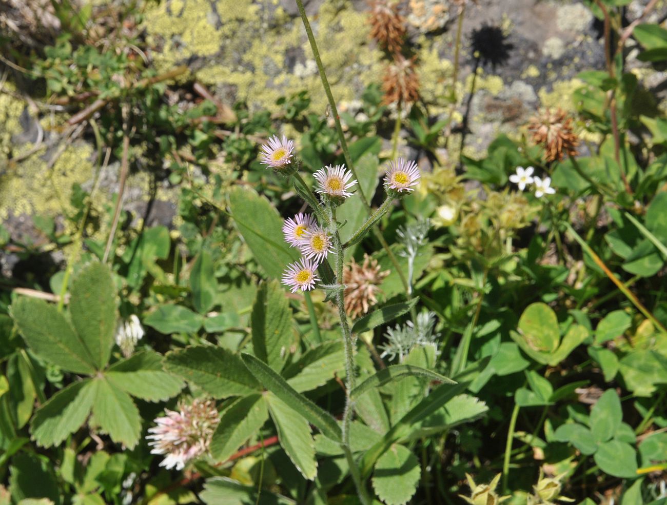 Image of Erigeron orientalis specimen.