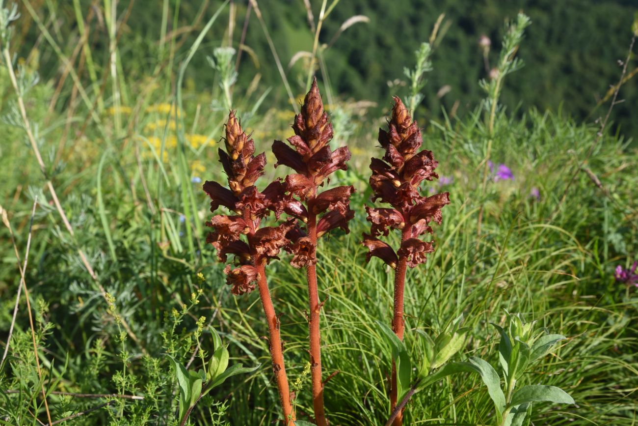 Image of Unknown species specimen.