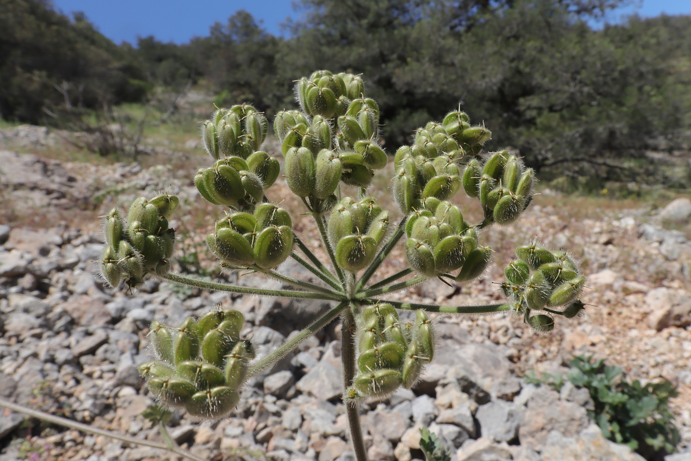 Image of Heracleum ligusticifolium specimen.