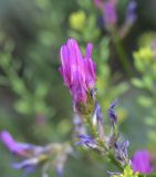 род Astragalus