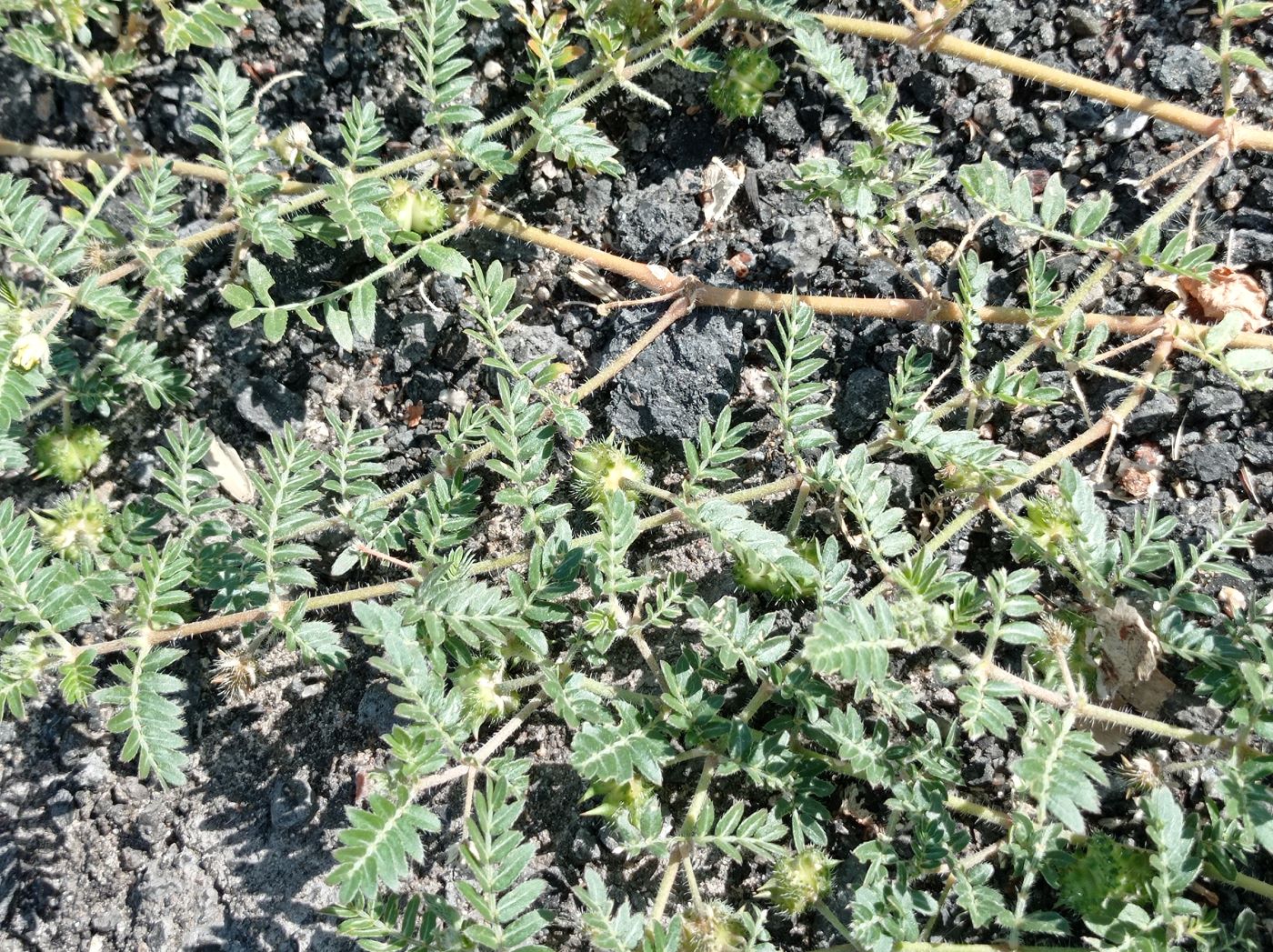 Image of Tribulus terrestris specimen.