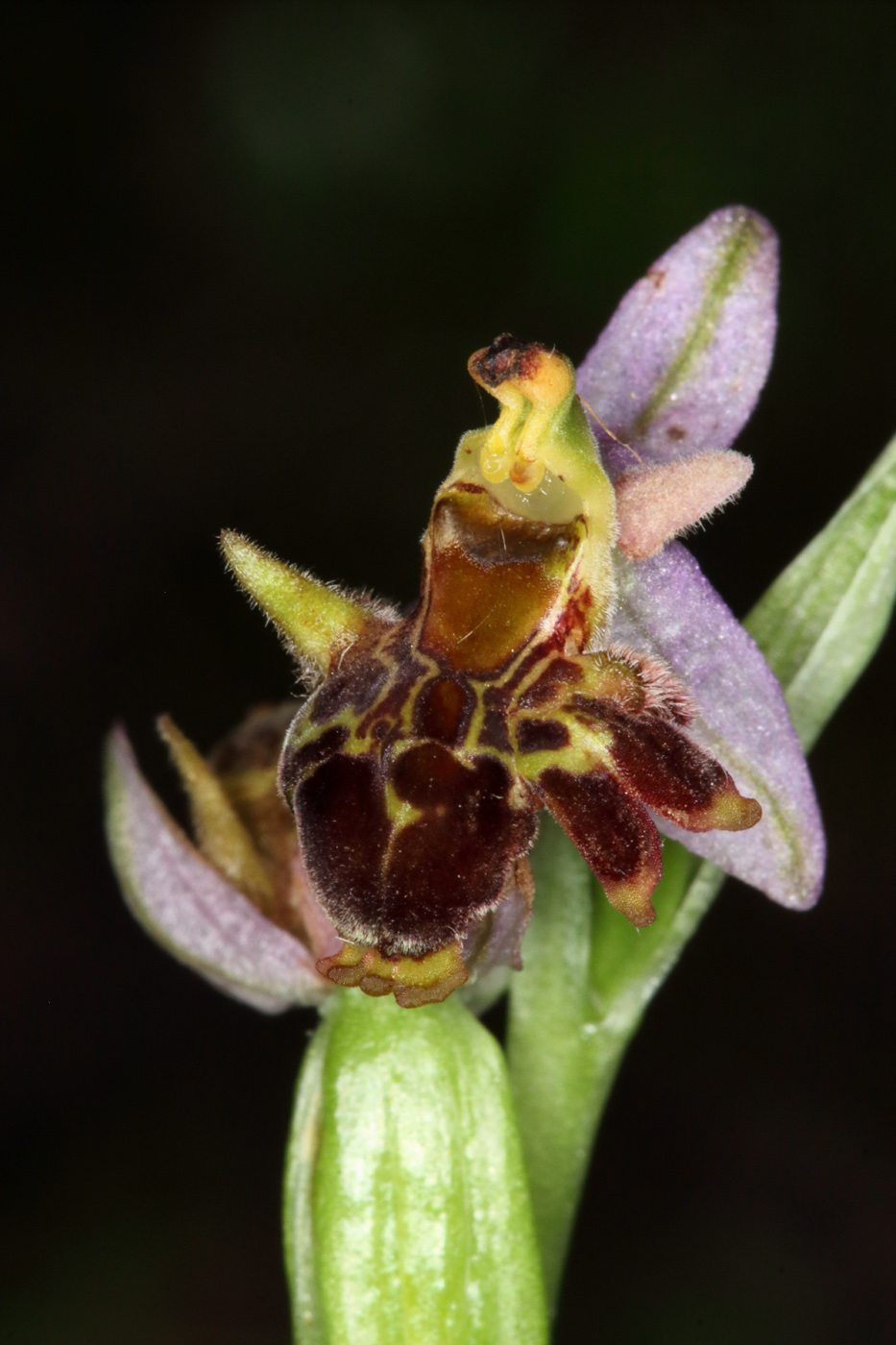 Image of Ophrys oestrifera specimen.