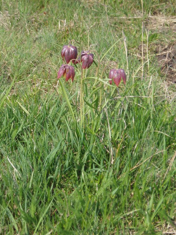 Изображение особи Fritillaria meleagris.