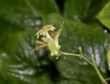 Tricyrtis latifolia. Бутон и цветок. Томская обл., г. Томск, Сибирский ботанический сад Томского государственного университета, в культуре. 22.07.2026.