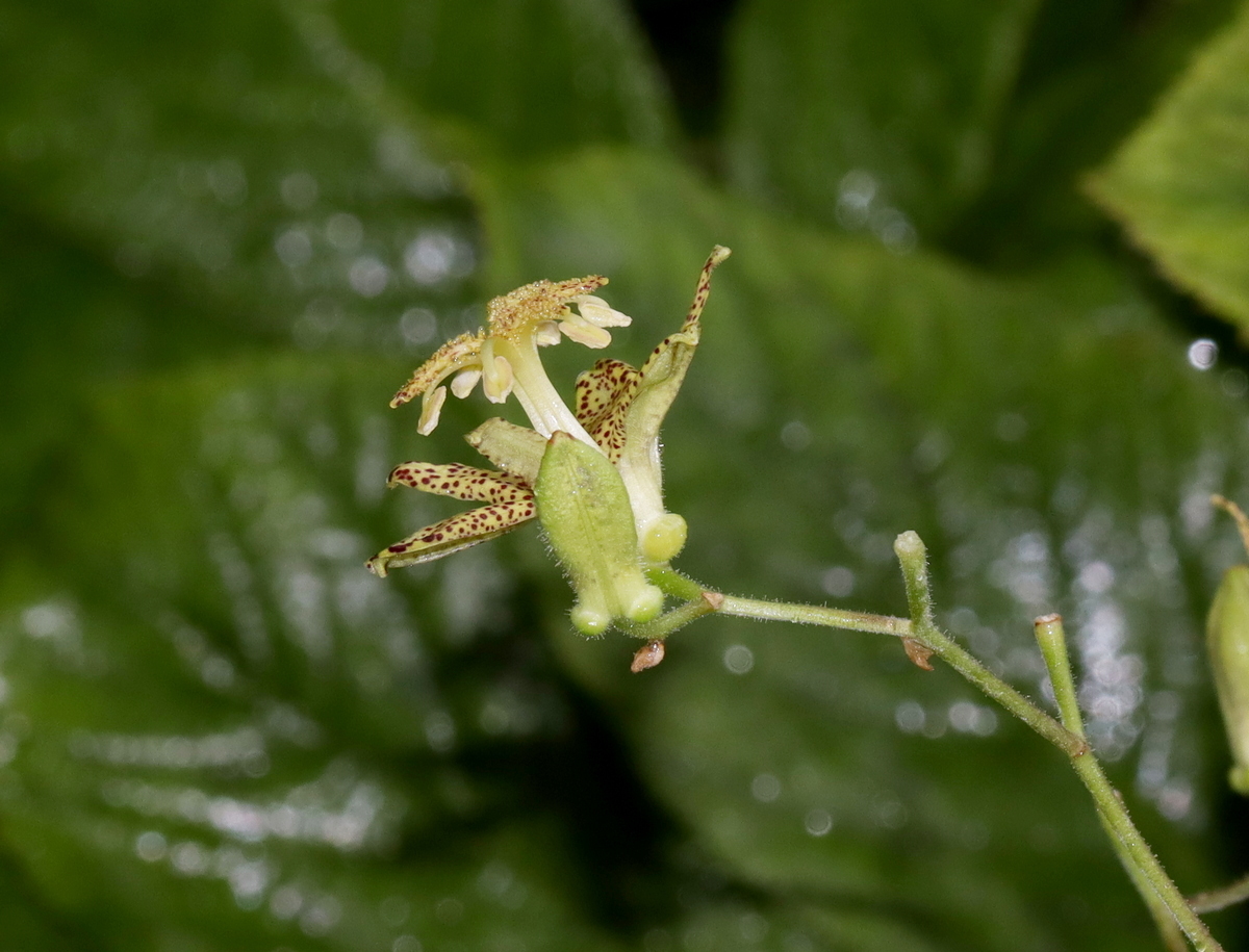 Image of Tricyrtis latifolia specimen.