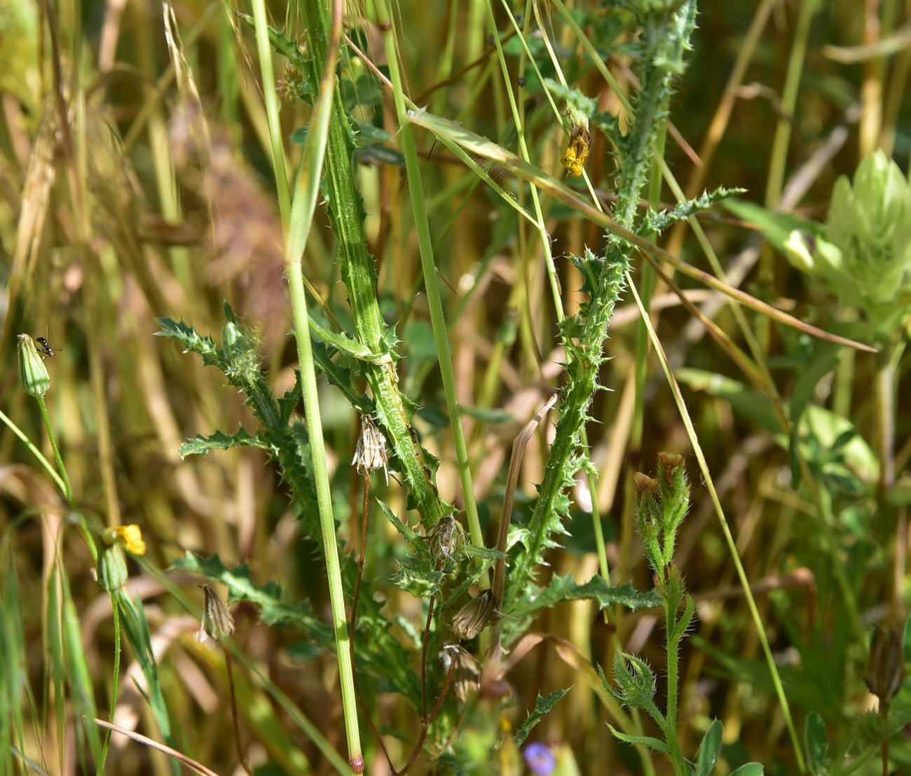Image of genus Carduus specimen.