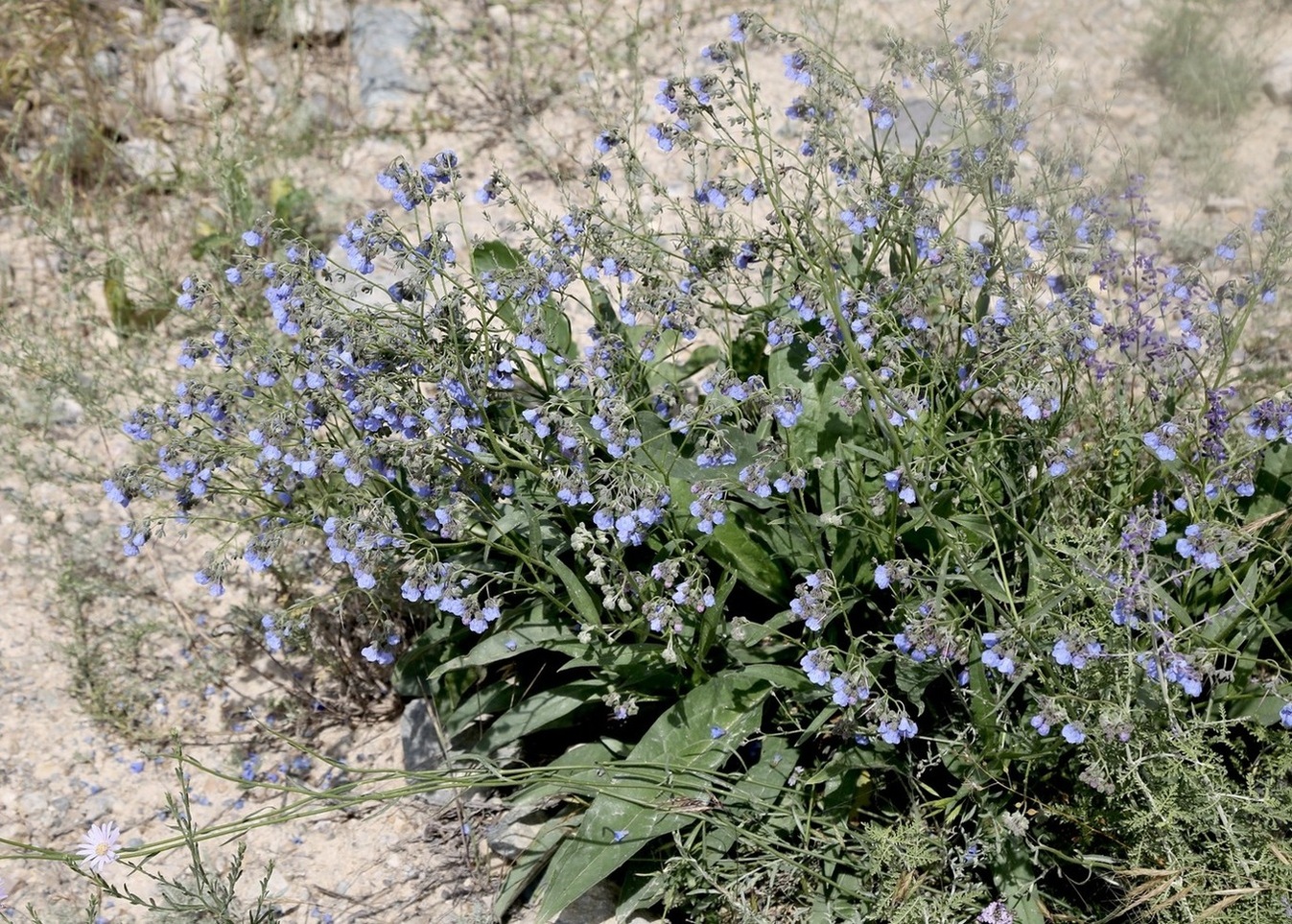 Image of Lindelofia macrostyla specimen.