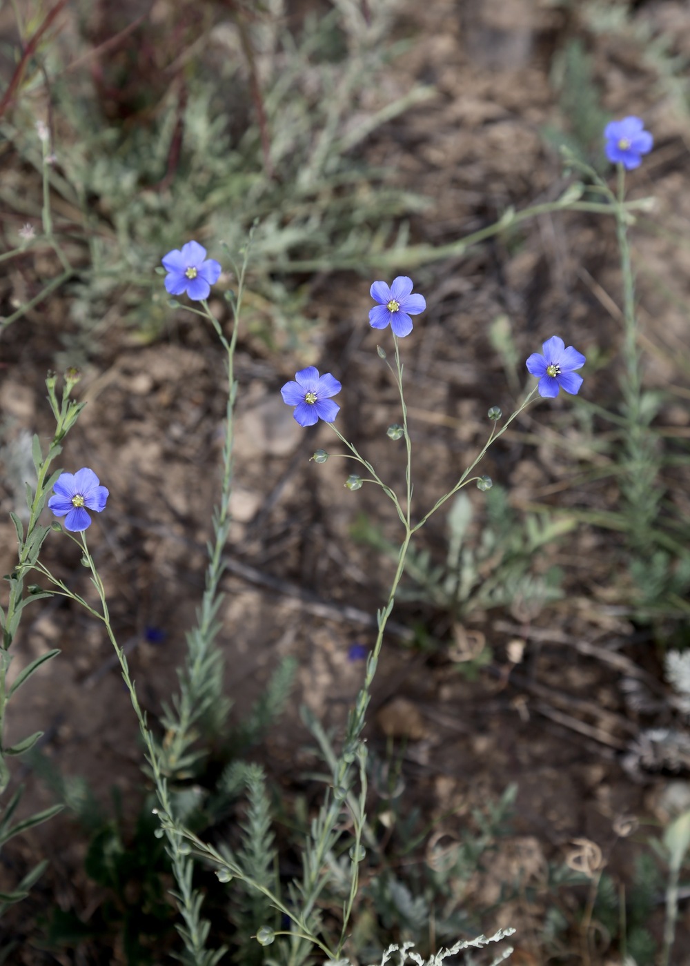Image of Linum macrorhizum specimen.