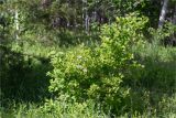 Viburnum opulus. Цветущее растение. Татарстан, окр. с. Камское Устье, берег р. Волга, смешанный лес (с участием Pinus и Betula). 01.06.2026.