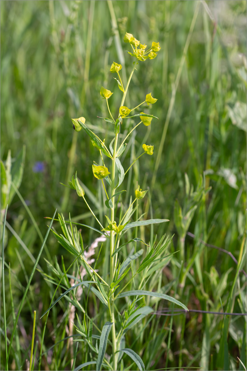 Изображение особи Euphorbia virgata.