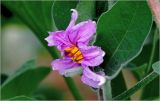 Solanum melongena. Цветок. Московская обл., Раменский р-н, окр. дер. Хрипань, садовый участок. 26.09.2026.