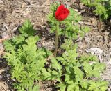Anemone coronaria. Цветущее растение (садовая форма). Израиль, г. Кармиэль, городской парк. 13.02.2011.