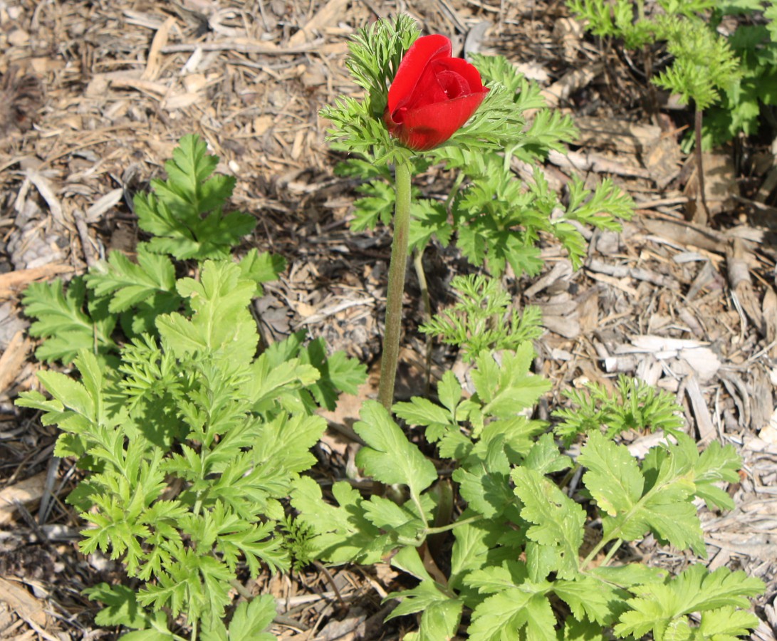 Изображение особи Anemone coronaria.