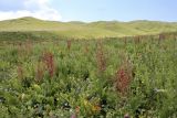 Rumex tianschanicus. Аспект плодоносящих растений в сообществе с Ligularia heterophylla, Rhinanthus songaricus, Geranium saxatile, Trifolium pratense и Tanacetum boreale. Кыргызстан, Нарынская обл., Ак-Талинский р-н, вдоль трассы Нарын – Баетово – Макмал, 3 км к югу от пер. Аккуль; 2700 м н.у.м., альпийский разнотравный луг. 11.07.2026.