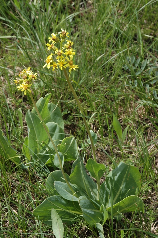 Изображение особи Ligularia alpigena.