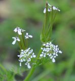 Scandix pecten-veneris