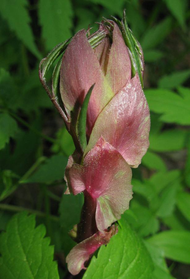 Image of Lathyrus gmelinii specimen.