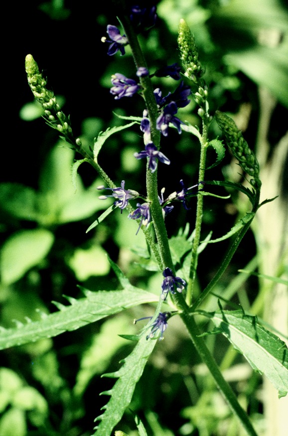 Image of Veronica taigischensis specimen.