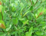 Salix &times; tetrapla