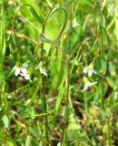 Linum catharticum. Цветущие растения. Ярославская обл., Мышкинский р-н, дер. Кокошилово, берег р. Ломиха. 08.06.2011.