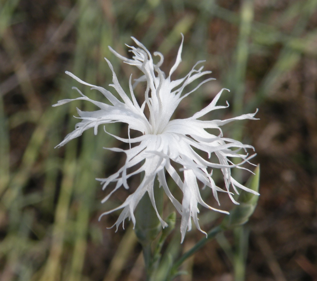 Image of Dianthus pseudosquarrosus specimen.