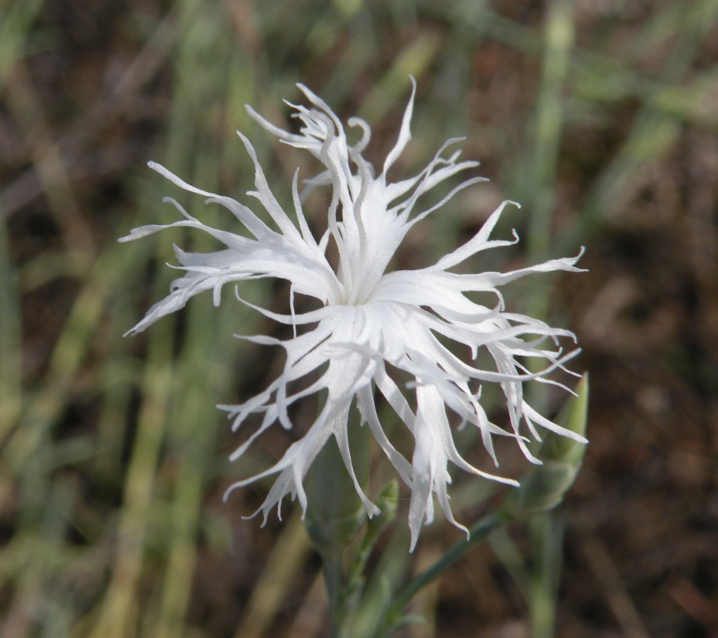 Изображение особи Dianthus pseudosquarrosus.