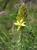 Asphodeline lutea. Верхушка расцветающего растения. Крым, Севастополь, Балаклавский р-н, Ласпи. 1 мая 2006 г.