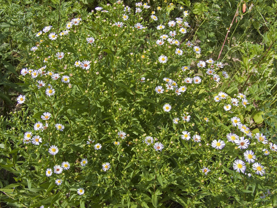 Image of Symphyotrichum novi-belgii specimen.