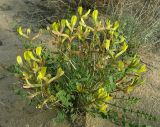 Astragalus longipetalus. Цветущее растение. Казахстан, пески Приаральские Каракумы. 26.04.2006.