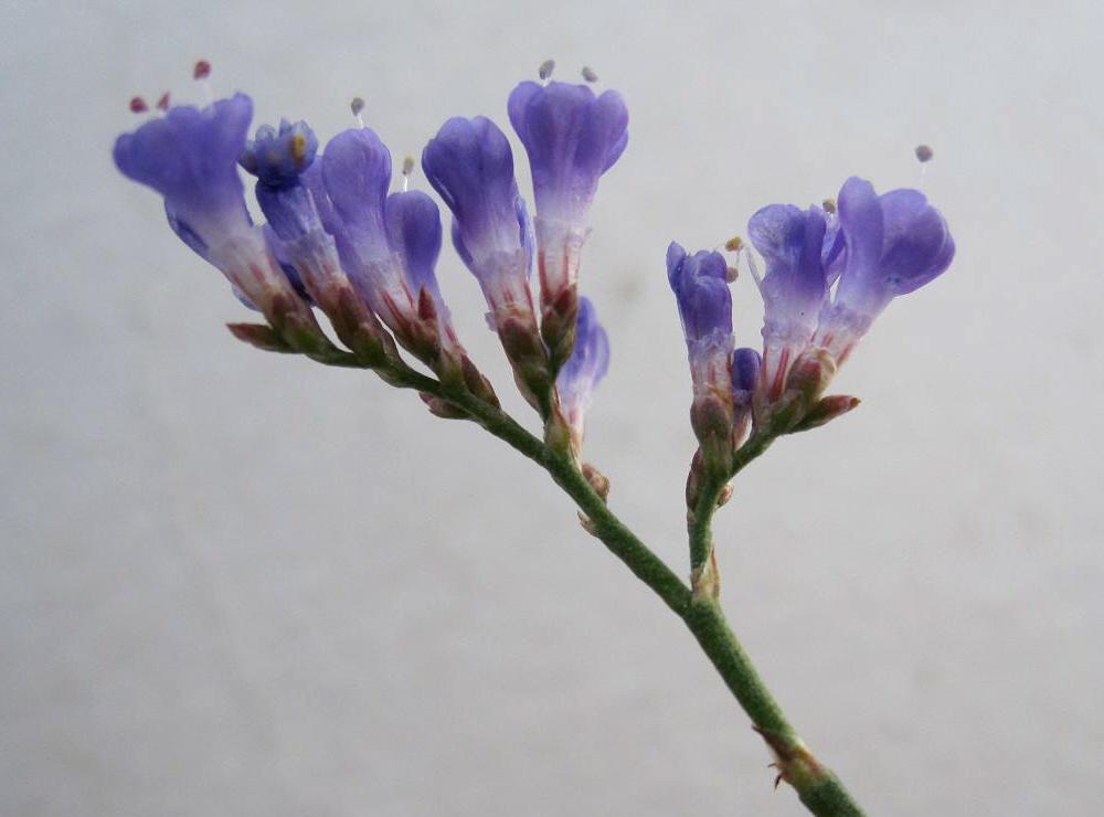 Image of Limonium gmelinii specimen.