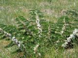 Astragalus sieversianus