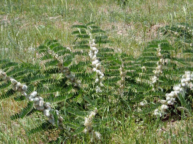 Изображение особи Astragalus sieversianus.