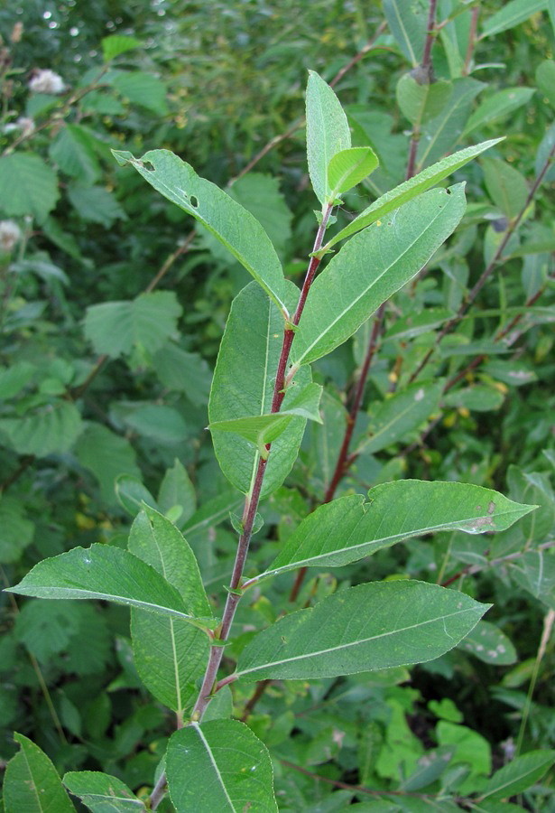 Изображение особи Salix myrsinifolia.