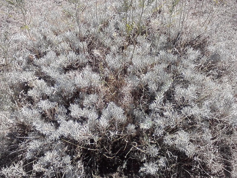 Image of genus Astracantha specimen.