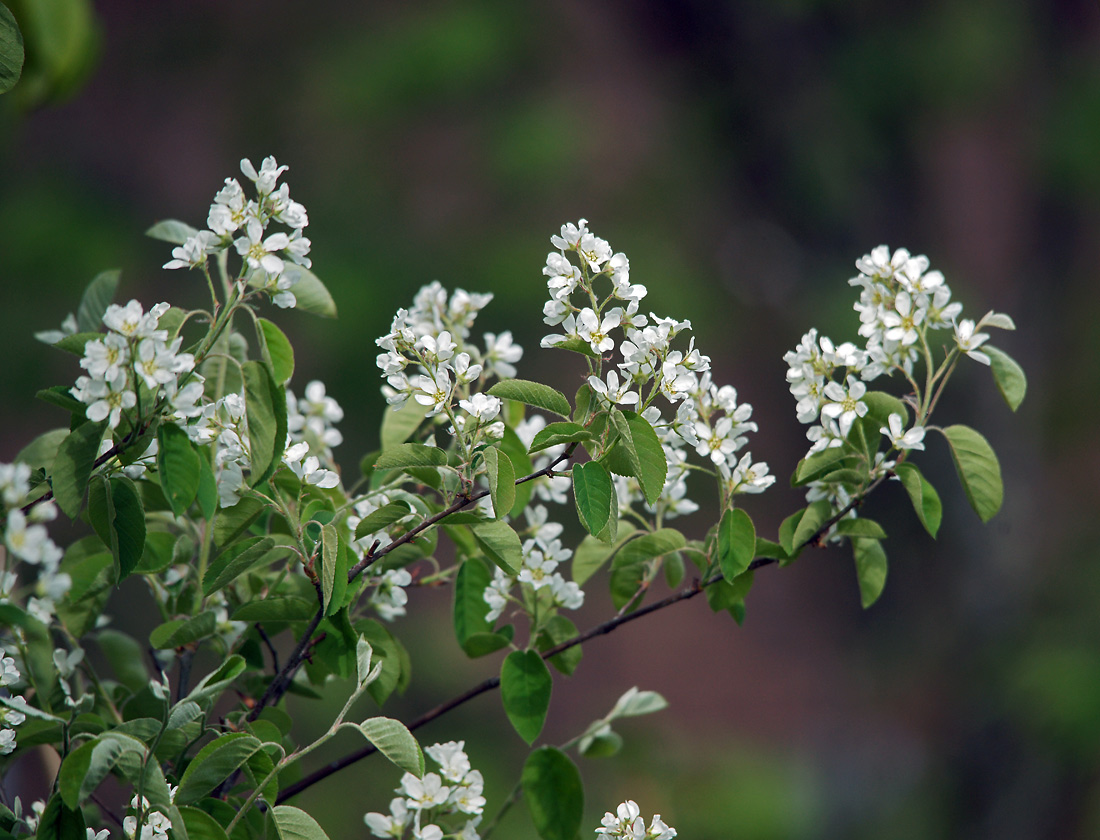Image of Amelanchier spicata specimen.