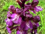 Anacamptis morio подвид caucasica