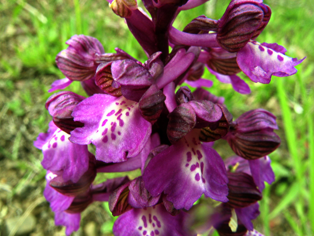 Image of Anacamptis morio ssp. caucasica specimen.