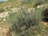 Caragana balchaschensis. Растение в каменистой горной степи. Казахстан, Кызылординская обл., Жанакорганский р-н, предгорья хр. Каратау у пос. Кайнарбулак. 28.04.2011.