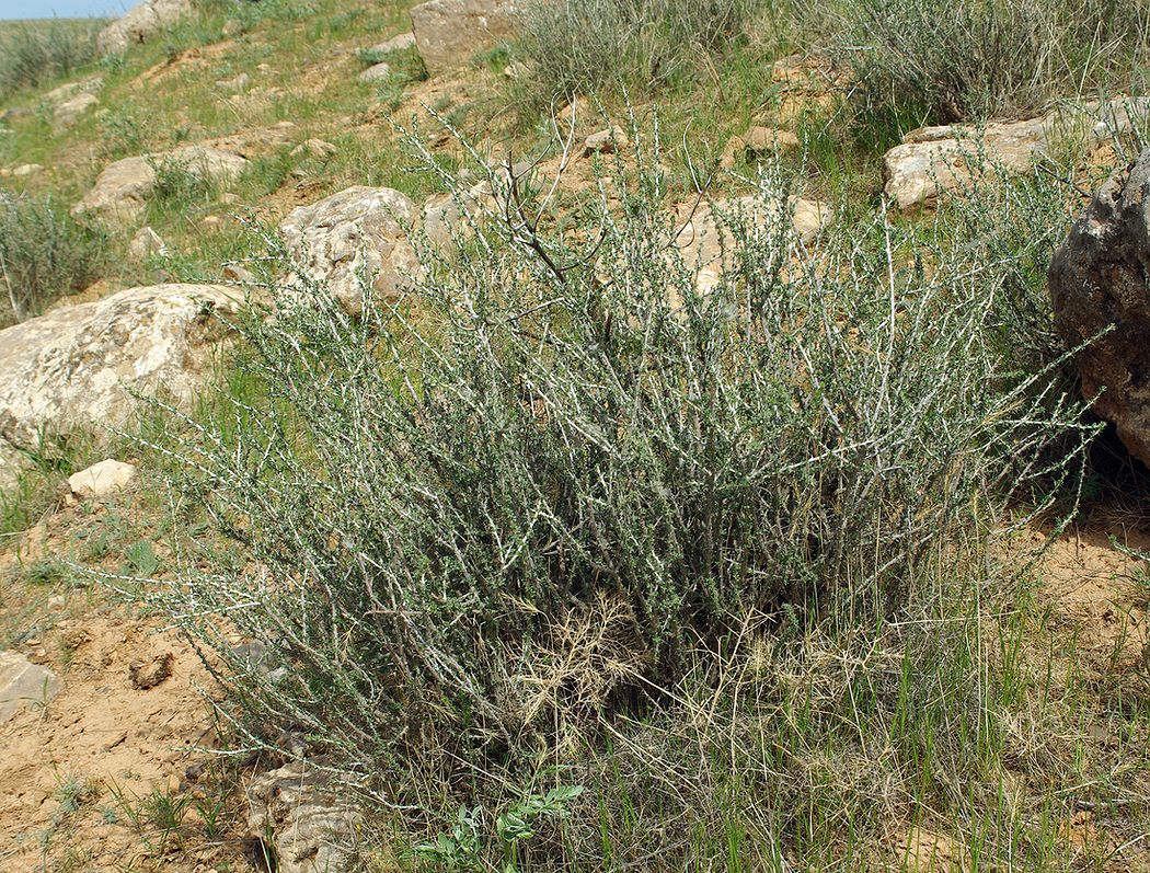 Image of Caragana balchaschensis specimen.