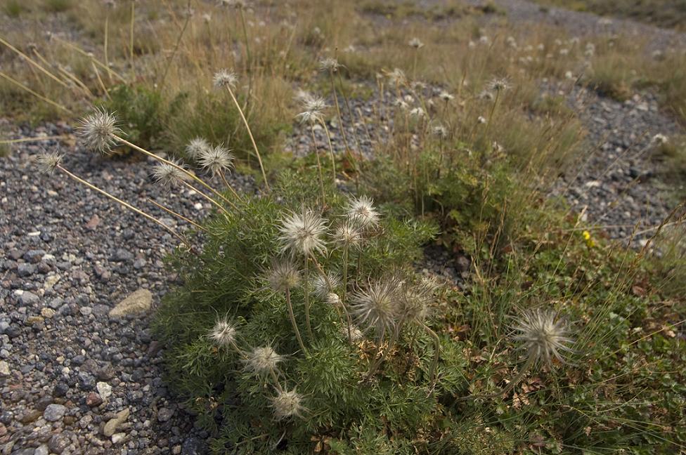 Изображение особи Pulsatilla albana.