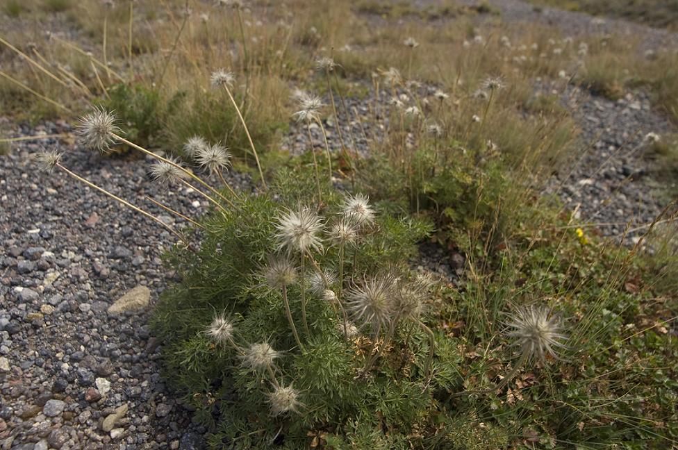 Image of Pulsatilla albana specimen.